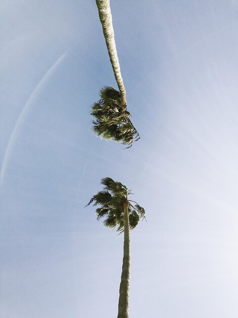 Foto direttamente sotto il tiro delle palme contro il cielo