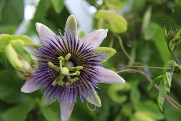Photo directly above shot of passion flower growing on plant