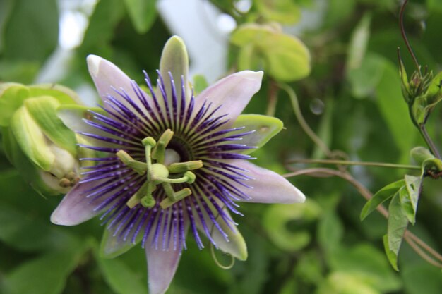 Foto direttamente sopra il colpo del fiore della passione che cresce sulla pianta