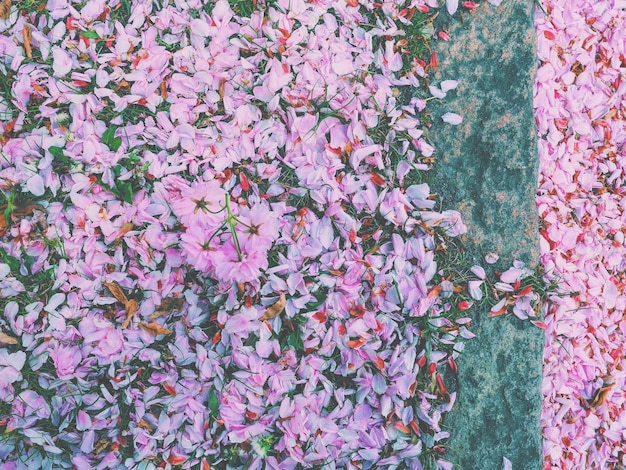 Directly above shot of pink flower petals on field