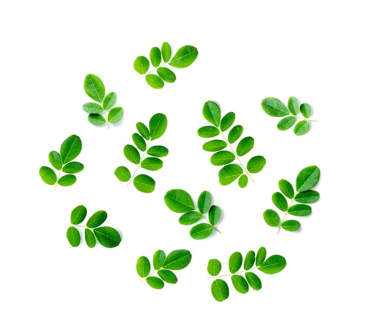 Photo directly above shot of plant against white background
