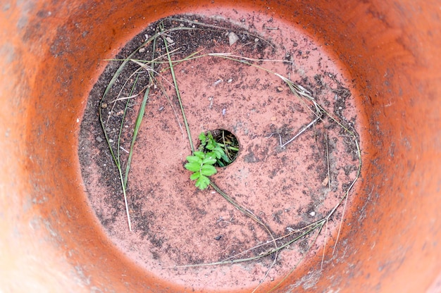 Directly above shot of plant in clay pot