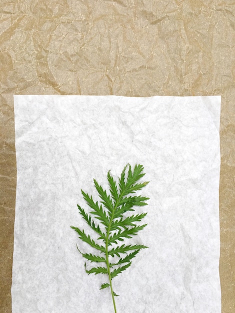 Photo directly above shot of plant on paper