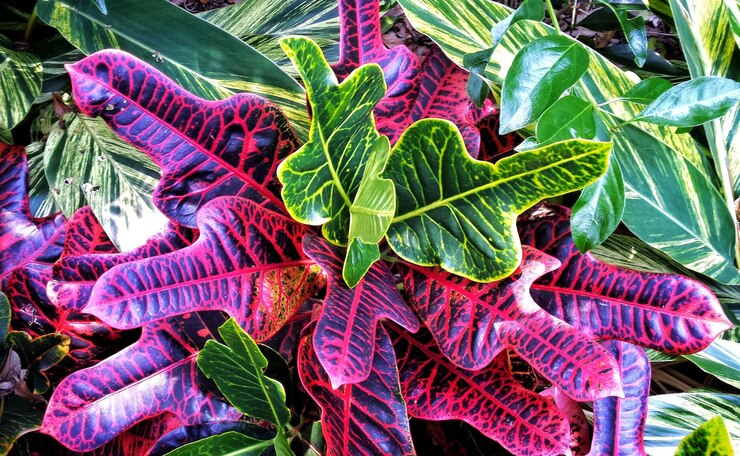 Photo 畑で育つ植物の直接上のショット