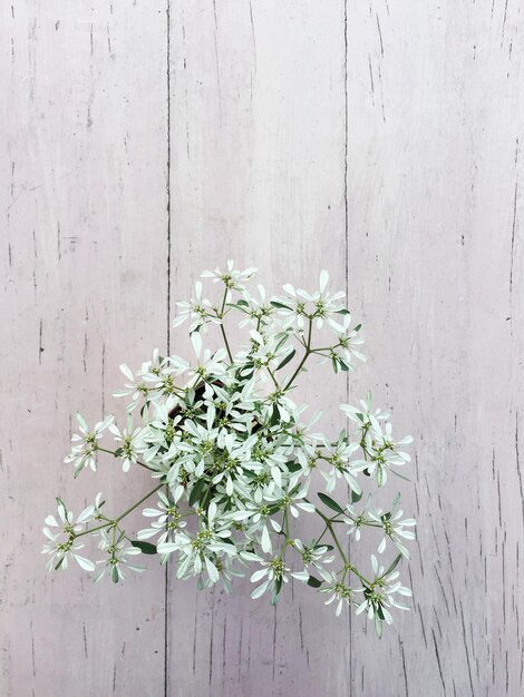 Foto immediatamente sopra la ripresa di una pianta da fiore in vaso su un tavolo di legno