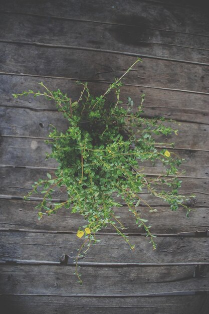 Photo directly above shot of potted plant on table