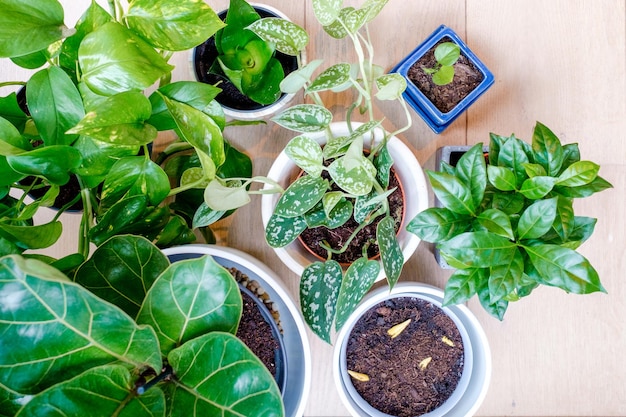 directly above shot of potted plants on floorboard