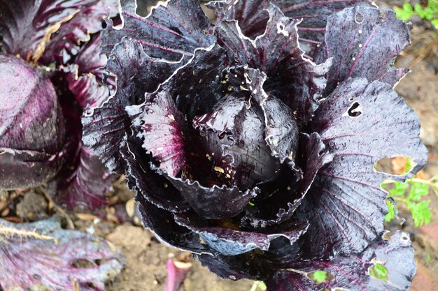 Directly above shot of purple cabbage