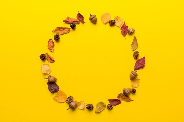 directly above shot of seashells against yellow background
