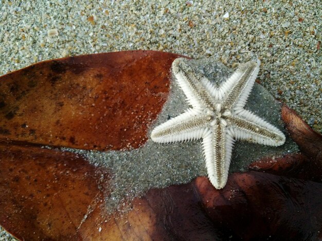 Directly above shot of starfish on rock at beach