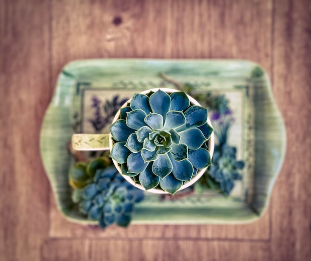 Foto direttamente sopra il colpo di succulent in tazza su vassoio su legno