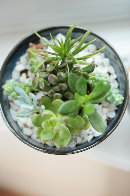 Directly above shot of succulent plant