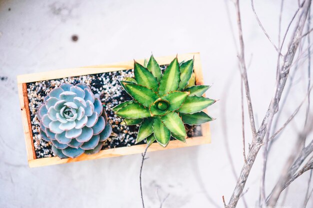 Photo directly above shot of succulent plants in pot