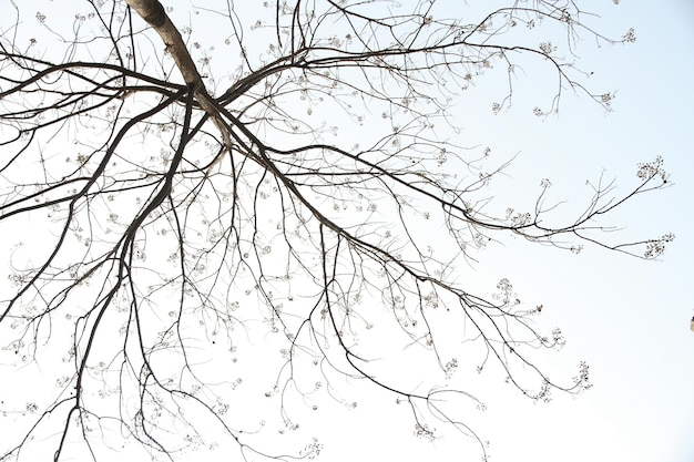 Photo directly below shot of tree against clear sky