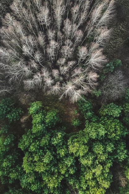 Photo directly above shot of trees in forest