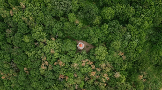 Foto immediatamente sopra il colpo degli alberi nella foresta