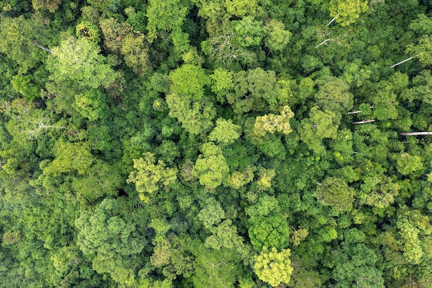 Directly above shot of tropical jungle in Tabin Lahad Datu Sabah Malaysia