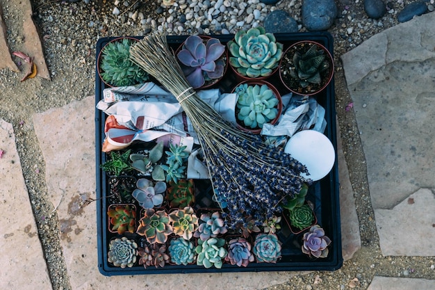 Photo directly above shot of various succulent plants and bunch of flowers in crate
