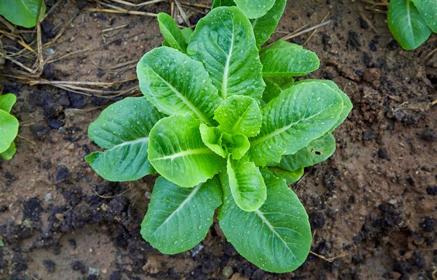 庭で育つ野菜の直接上のショット