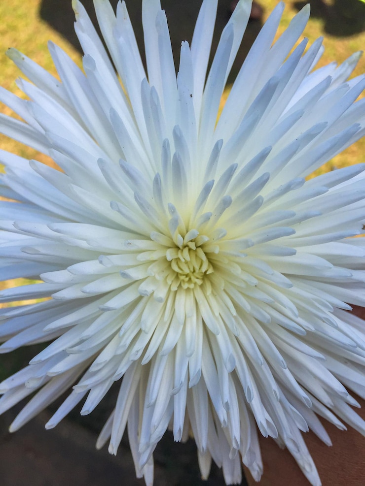 Photo 白い花の直接上のショット