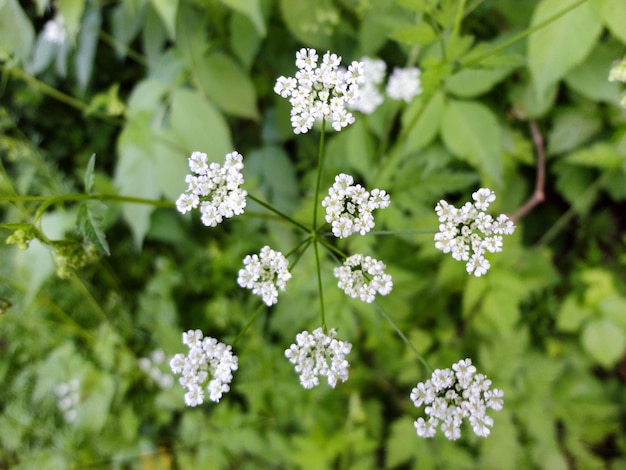 畑の白い花の植物の直接上のショット