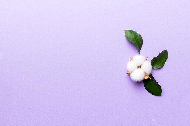 Directly above shot of white flowering plant