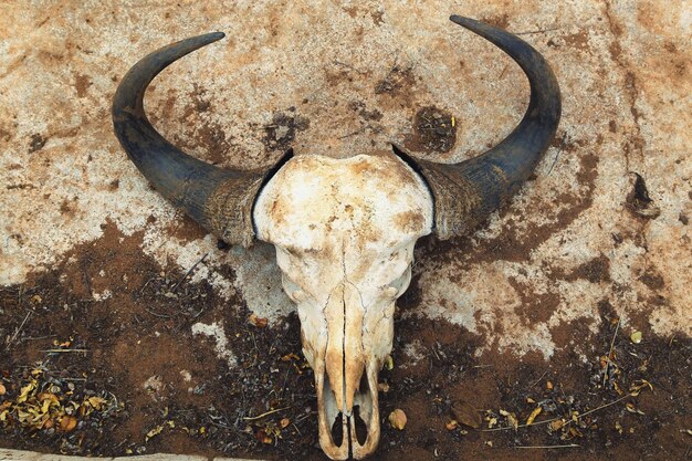 Foto visto direttamente sopra il cranio di un animale sulla roccia