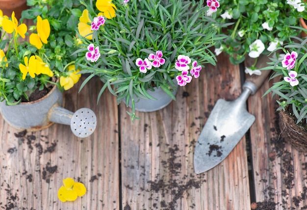 directly above view on colorful spring flowers in flowerpot with shovel and dirt on a wooden table