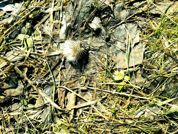 Foto vista direttamente sopra di fiori secchi e foglie sul campo