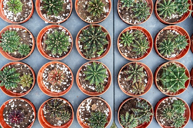 Directly above view of Gymnocalycium cactus