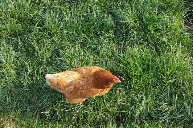 Foto visto direttamente sopra la gallina sull'erba