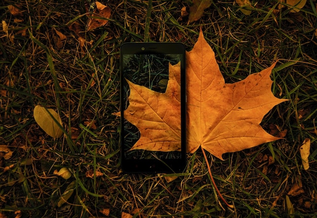 Photo directly above view of mobile phone on fallen dry maple leaf over grass