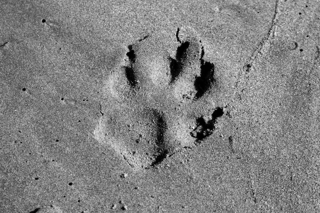 Photo directly above view of paw print on sand at beach