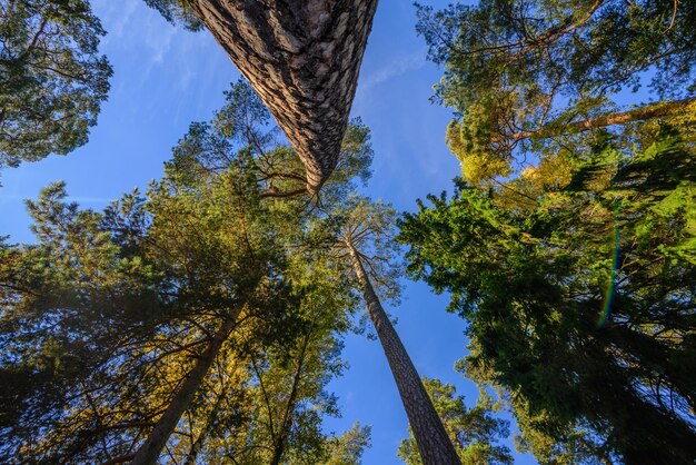 Directly below view of trees in forest against blue sky