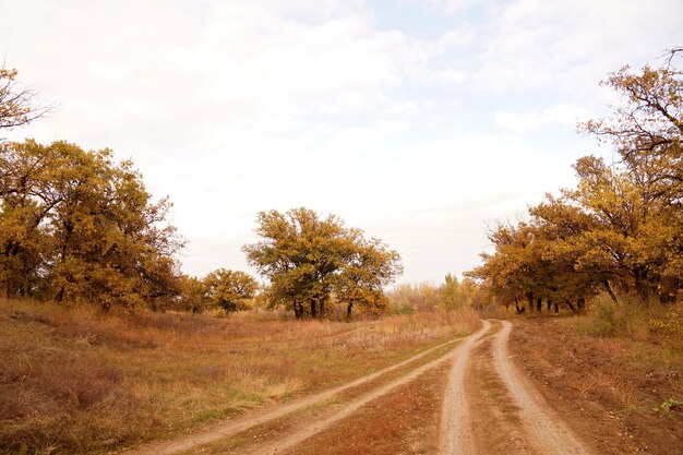 秋の氾濫原の未舗装の田舎道