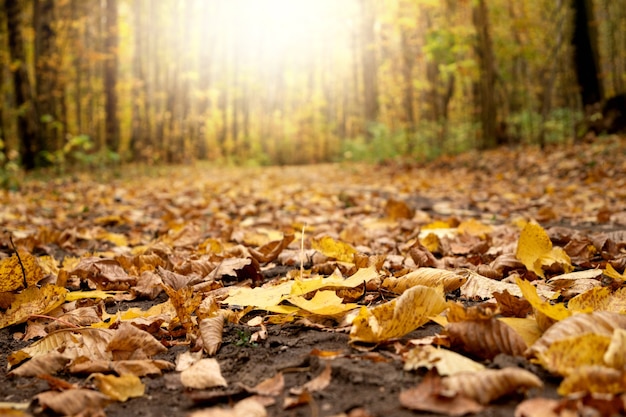 Dirt forest road covered with fallen yellow leaves autumn landscape