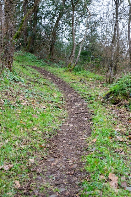 Dirt path in the forest Path for travelers hikers