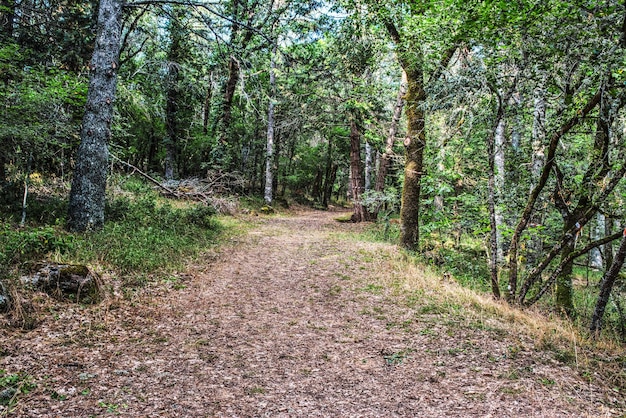 Dirt path in the forest