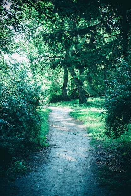 Foto sentiero sterrato per la foresta