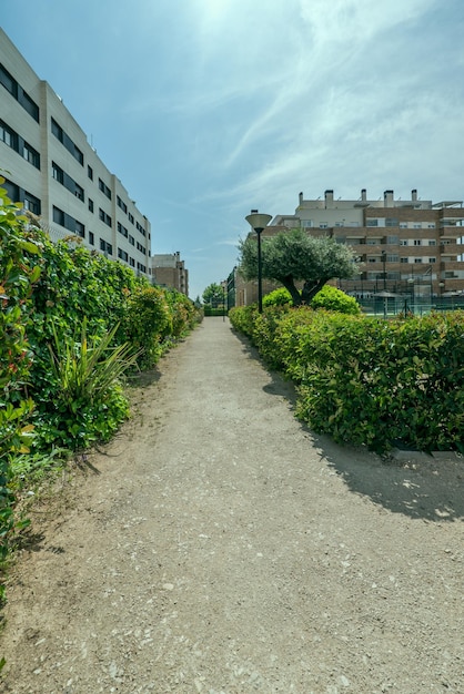 Dirt path between hedges and plants