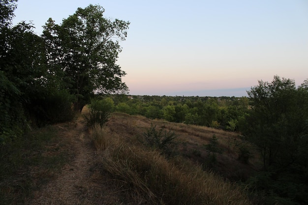 A dirt path leading to a forest