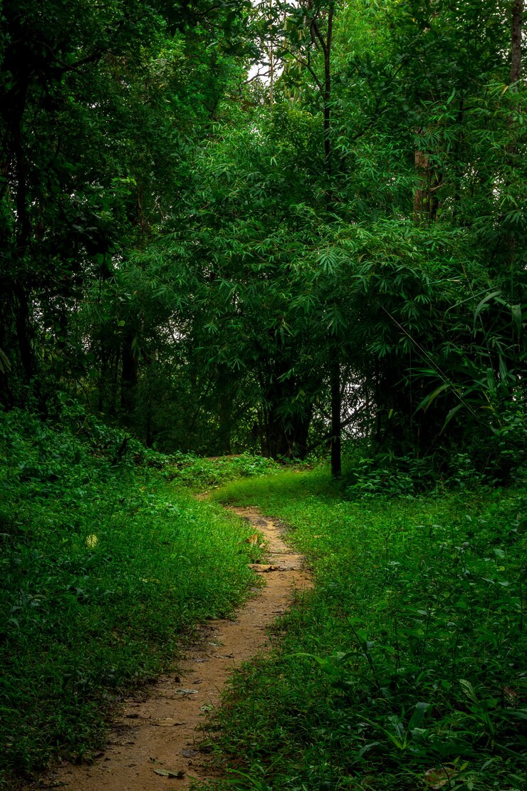 Dirt path in rain forest nature background