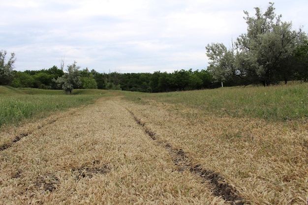 A dirt path through a grassy field