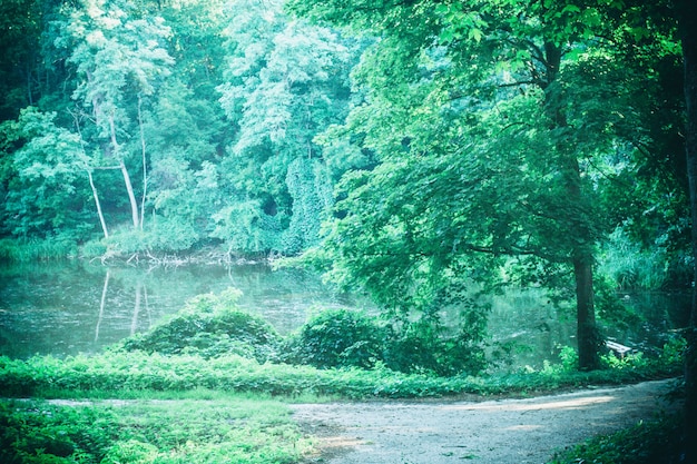 写真 森への未舗装の道