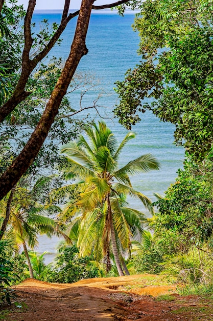 Dirt path towards the sea crossing the forest in Serra Grande in Bahia