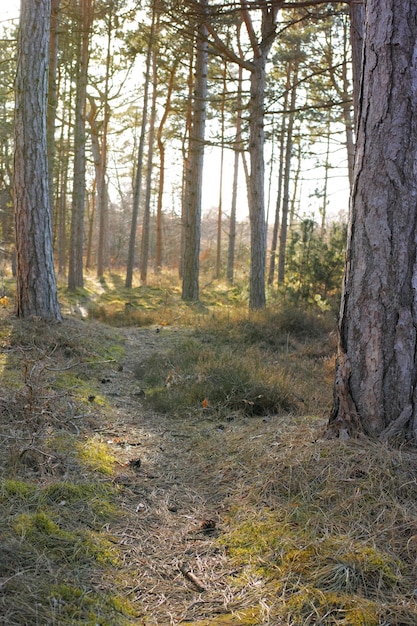 Dirt path winding through a lush garden forest or park with green trees and plants in a natural environment Scenic and peaceful landscape of a hiking trail to explore and travel in nature outdoors