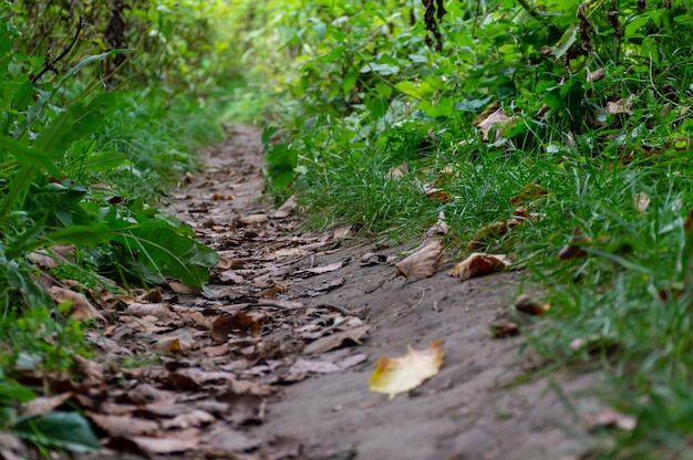 A dirt path with leaves on it and a leaf on the ground.