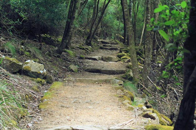 A dirt pathway amongst trees