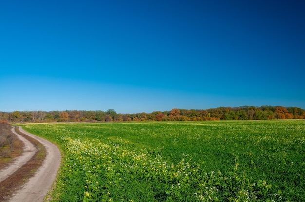 Dirt road along a green field