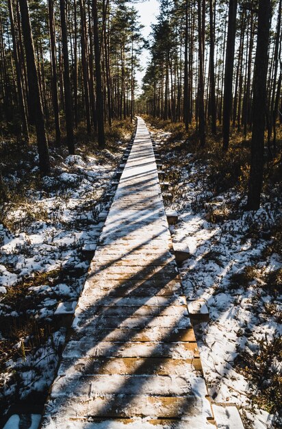 Dirt road along trees in forest during winter